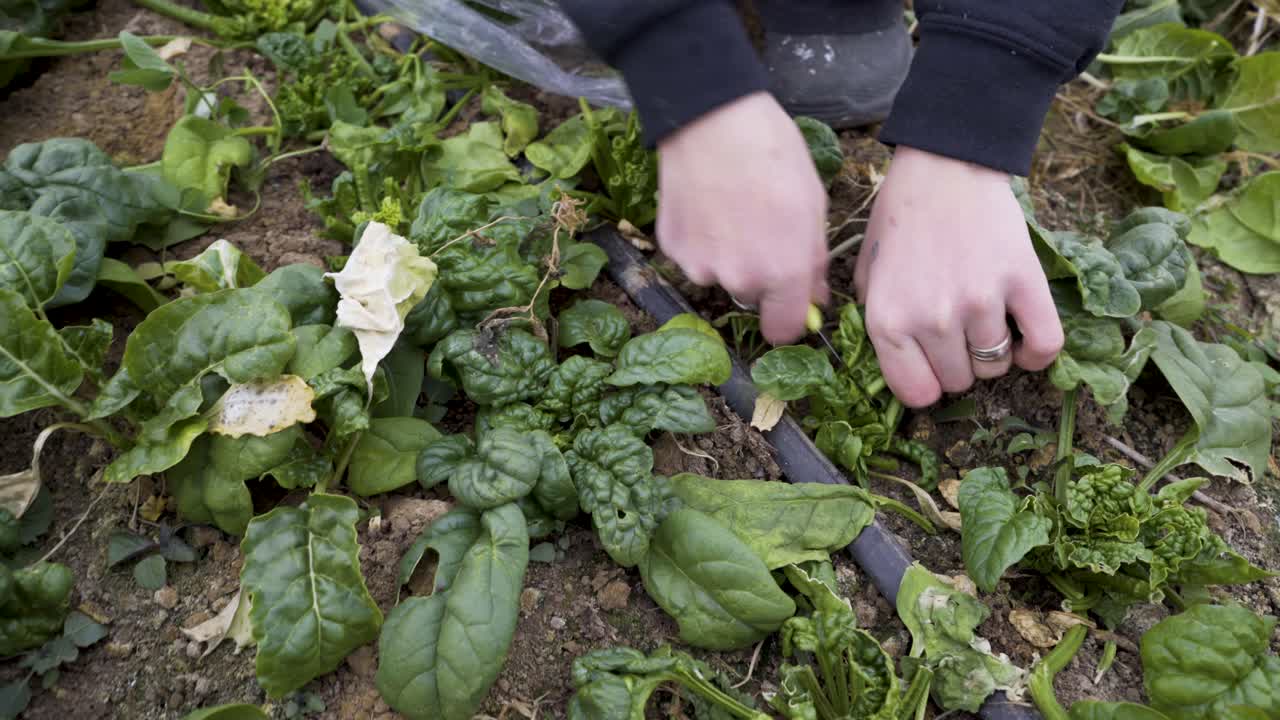 Harvesting fresh spinach in the garden