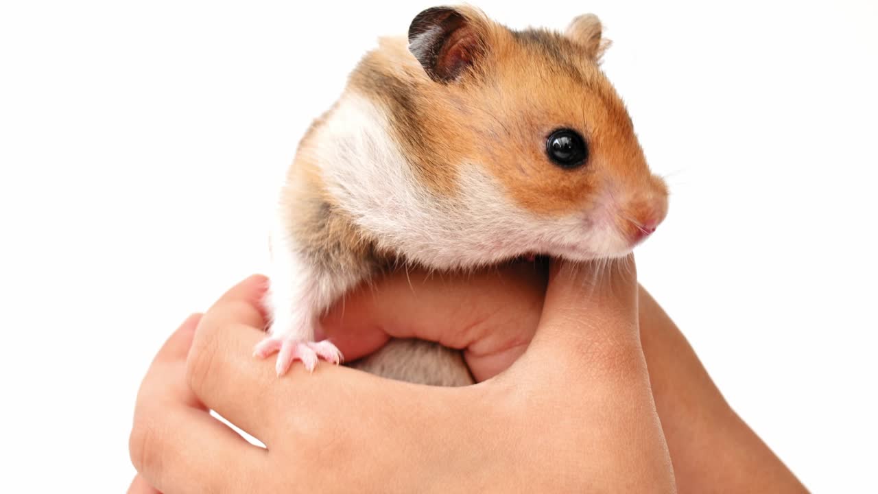 색 배경에 작은 갈색 황금 털이 있는 햄스터를 들고 있는 아이. 애완동물, 포유류, 설치류, 시리아 햄스터. 가까운 손으로 재미있는 가축. 애완 동물에 대한 보살과 사랑의 개념. 귀여운 햄스터