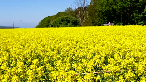 a bright yellow meadow of rapeseed flowers growing in a field in sweden with passing cars