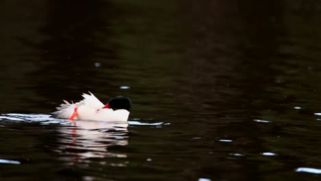 a common merganser cleans its feathers on a calm lake