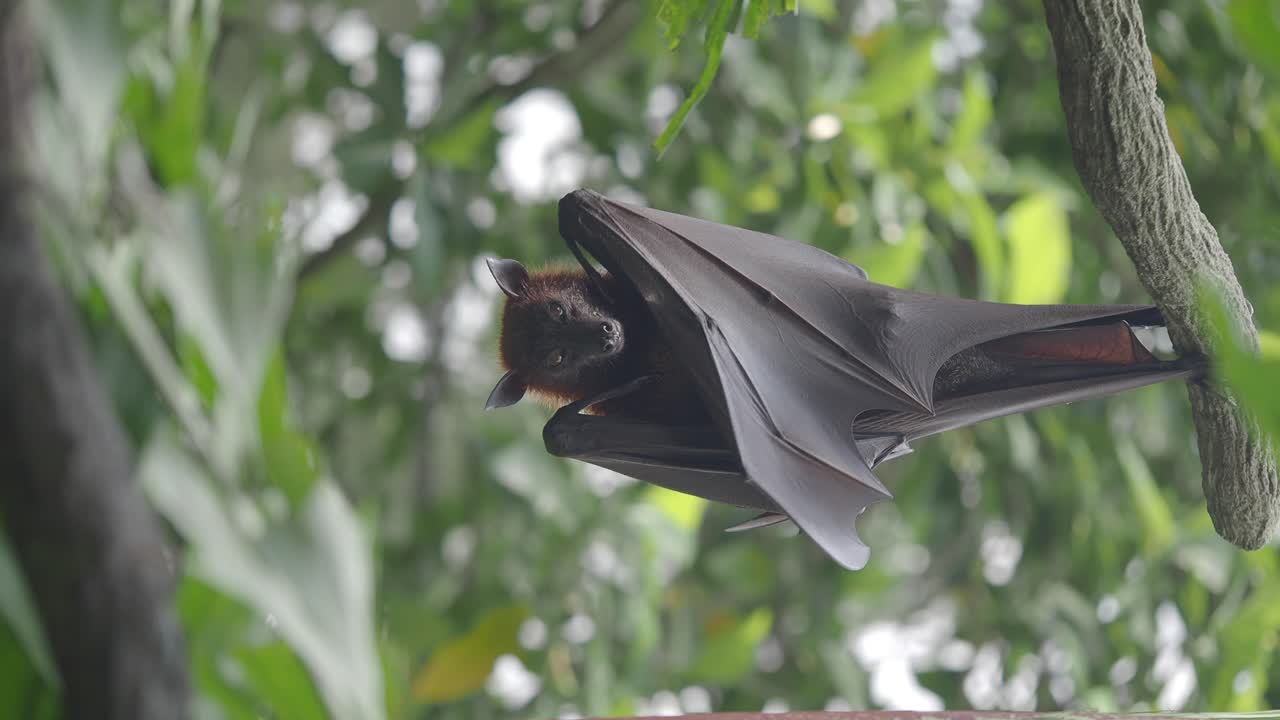 Flying Fox Bat in Nature