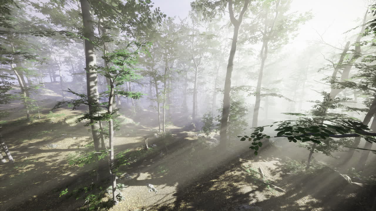 Sunlight filters through misty trees in tranquil forest setting