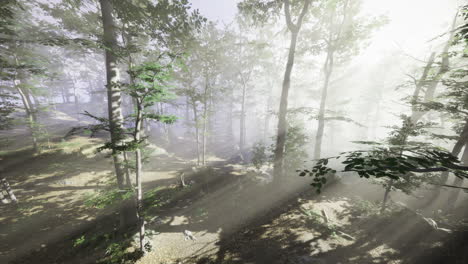 sunlight filters through misty trees in tranquil forest setting