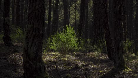 4k-Ulex-Europaeus-Comúnmente-Conocido-Como-Aulaga-O-Tojo-En-Medio-De-Un-Bosque-De-Pinos