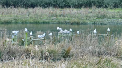 a flock of seagulls, ducks and other birds spotted at a pond, laridae, england