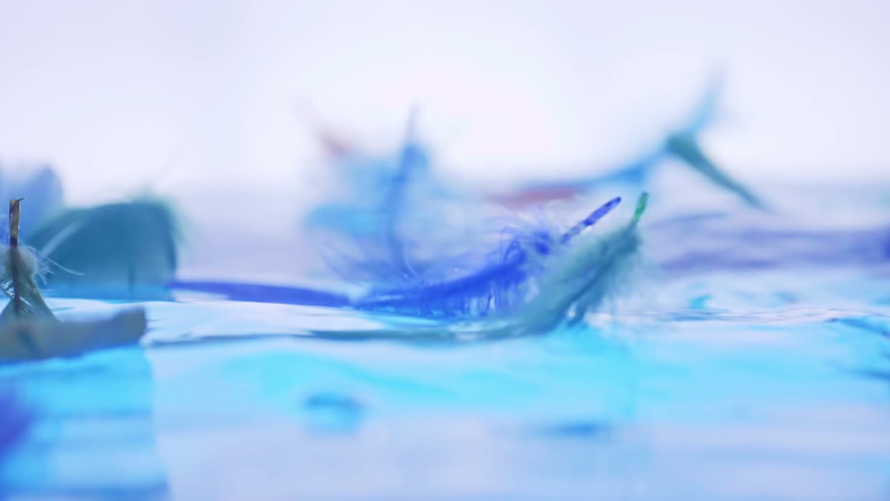 la pluma del pájaro cayó sobre la superficie del agua, la ligereza y la ternura de la caída con sentido de cámara lenta
