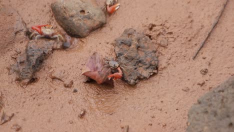 Cangrejos-Violinistas-De-Galápagos-Con-Grandes-Garras-En-La-Playa-De-Arena-En-Las-Islas-Galápagos,-Ecuador