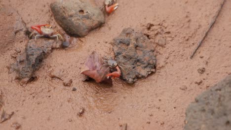 cangrejos violinistas de galápagos con grandes garras en la playa de arena en las islas galápagos, ecuador