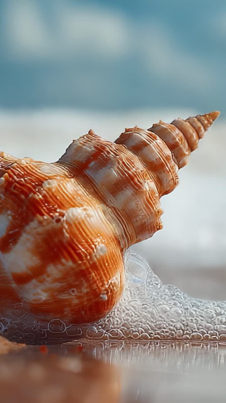 A Beautiful Close-Up of a Shell on the Shore as Gentle Waves Crash, Showcasing the Unique Patterns and Colors of the Shell Against the Background of a Tranquil Ocean