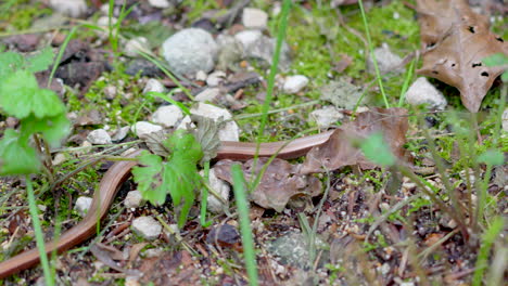 Especies-De-Gusanos-Marrones-Lentos-Arrastrándose-A-Través-De-Hojas-Que-Caen-En-Otoño,-Primer-Plano