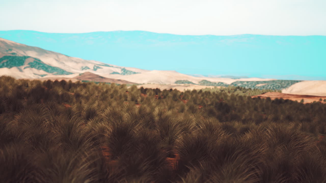 약간의 풀이 있는 모래 사막