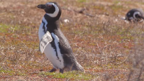 magellanic penguin with a injured leg hobbles up the dry grass shore with pain before stopping and taking a break