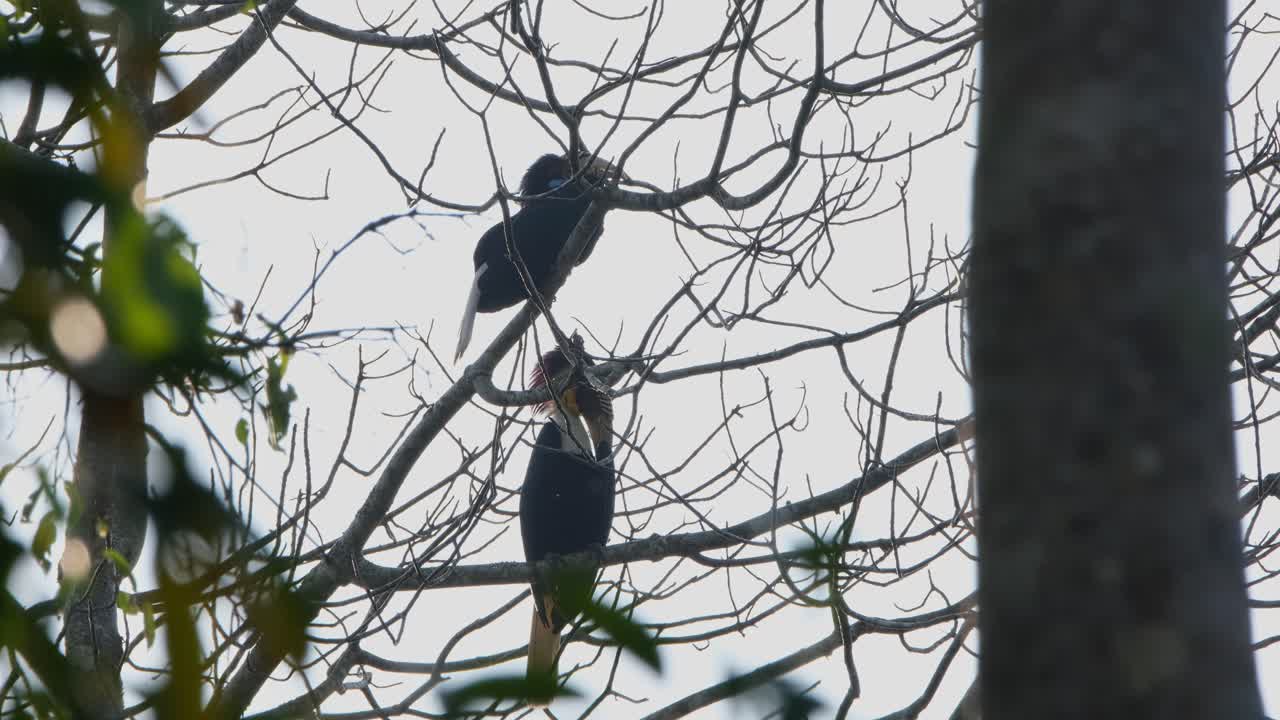 A backlit shot of a pair of male and female hornbills preening themselves behind some bare branches of a tree.