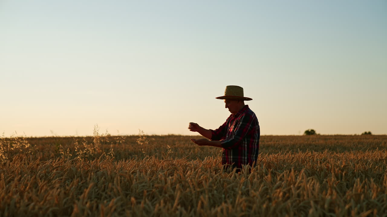 Aged farmer picking ripe ears of corn in the farmland. Man checks if the wheat is ready to be harvested.