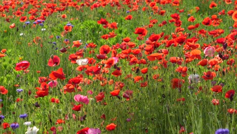 a field of red poppies glowing in the morning sunshine with bees zooming around.