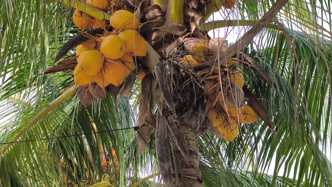A Yellow Coconut (Kelapa Gading or Cocos nucifera) is featured on the palm. Its golden-yellow husk makes it a popular choice for both ornamental planting and fresh fruit harvesting