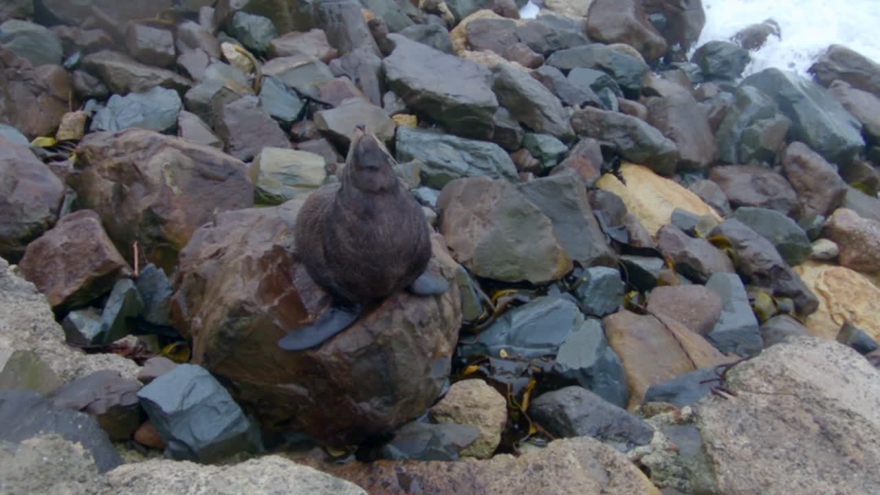 Seal on a Rocky Beach