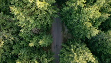 man with a backpack walks along a forest path surrounded by green trees on a sunny spring day - aerial view