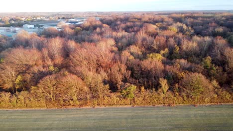 Aerial-dolly-shot-looking-over-a-winter-woodland-in-the-English-countryside,-bright-daylight