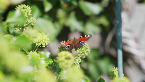 a beautiful peacock butterfly sitting on the green plants in the garden