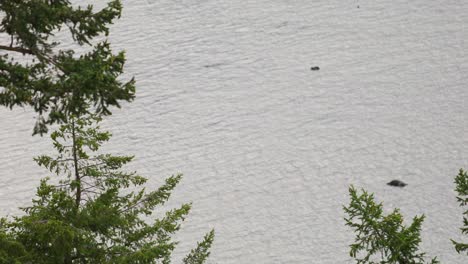 Plantas-Flotantes-Dispersas-En-El-Lago-Con-árboles-Verdes-A-Orillas-Del-Lago