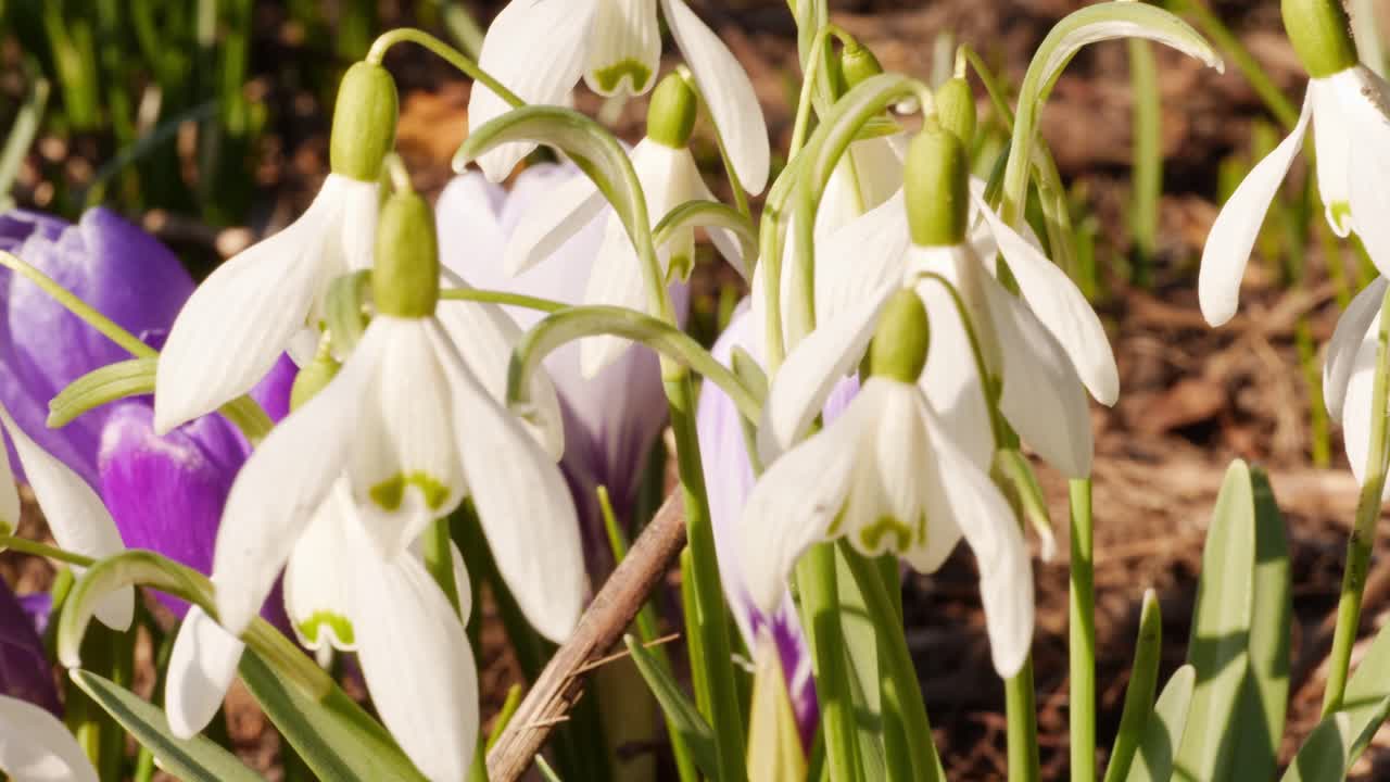 Primo piano di fiori primaverili: Bucaneve e croco, con ape in volo sullo sfondo.