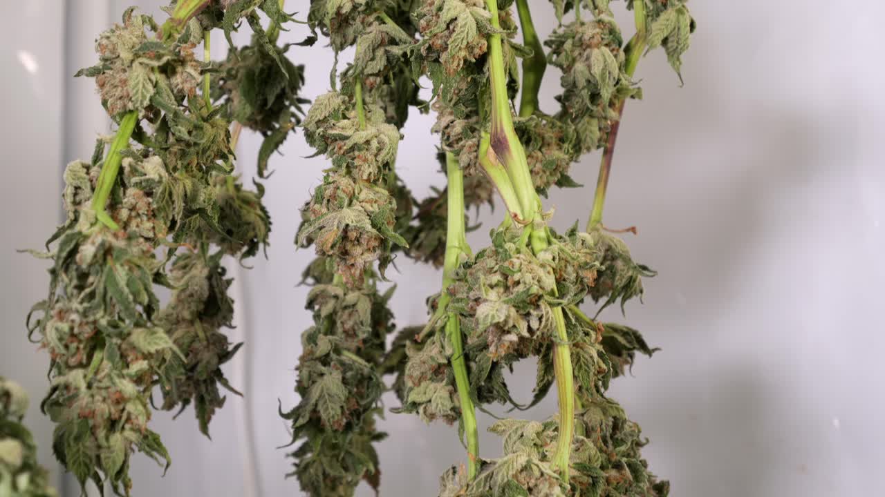 성장 텐트에서 건조 대마초 식물의 돌리 샷