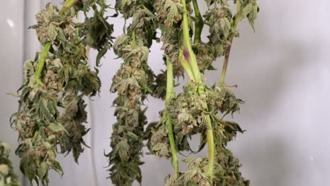 tiro de carro de secado de plantas de cannabis en una tienda de cultivo