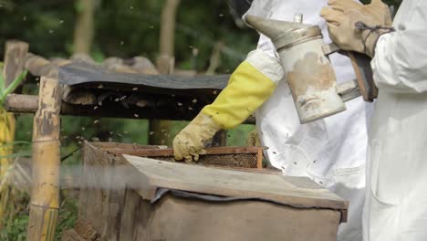 beekeeper opens box of bees in order to inspect the hive - slow motion