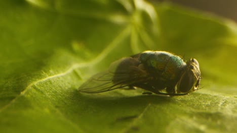 a macro shot of a fly