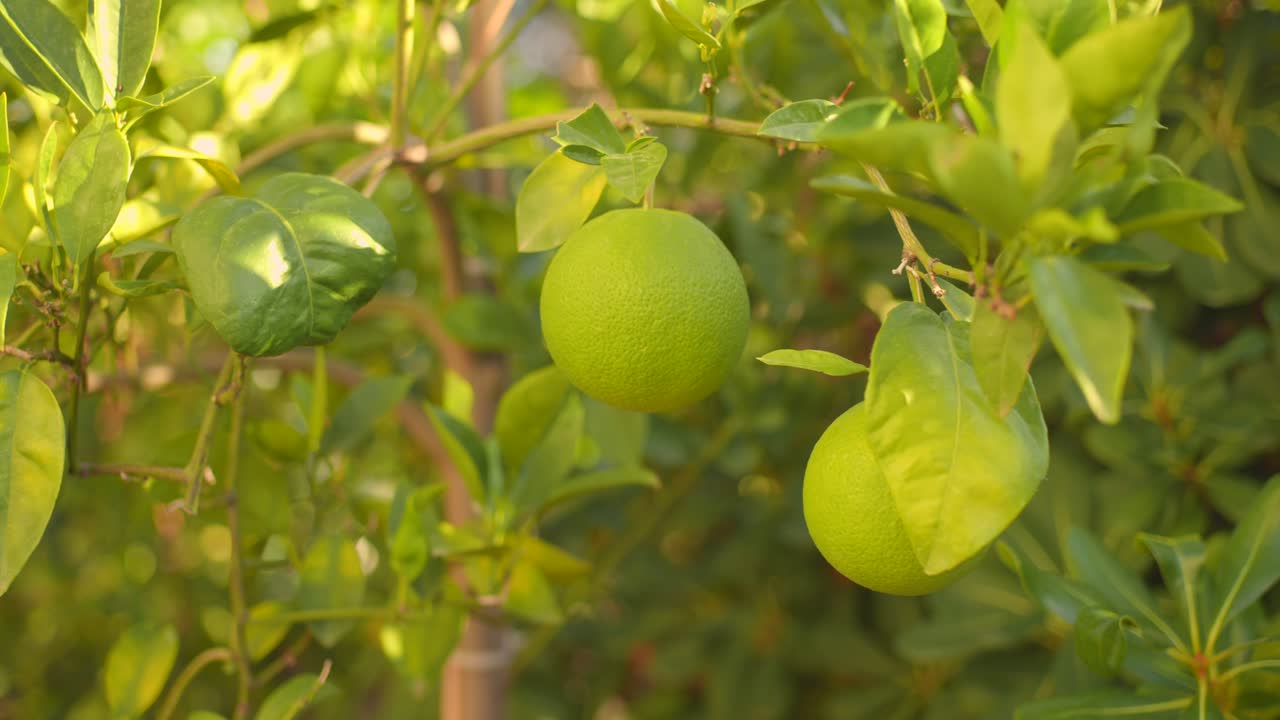 detalle de un árbol con naranjas inmaduras en la plantación