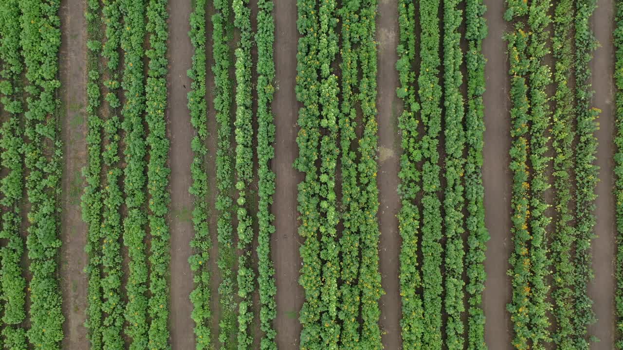 imágenes aéreas de drones de un campo de girasoles