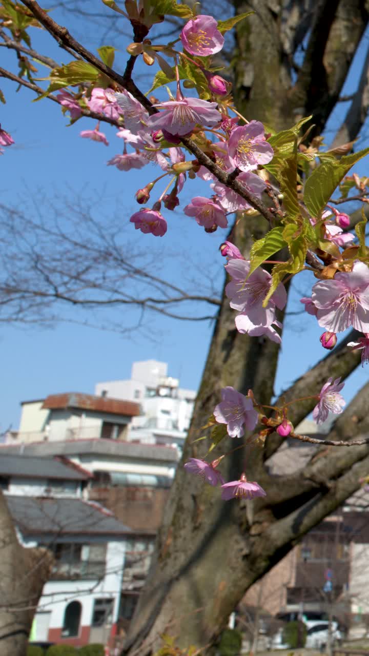 Primo piano di fiori di sakura rosa che ondeggiano delicatamente contro un cielo azzurro limpido in primavera.