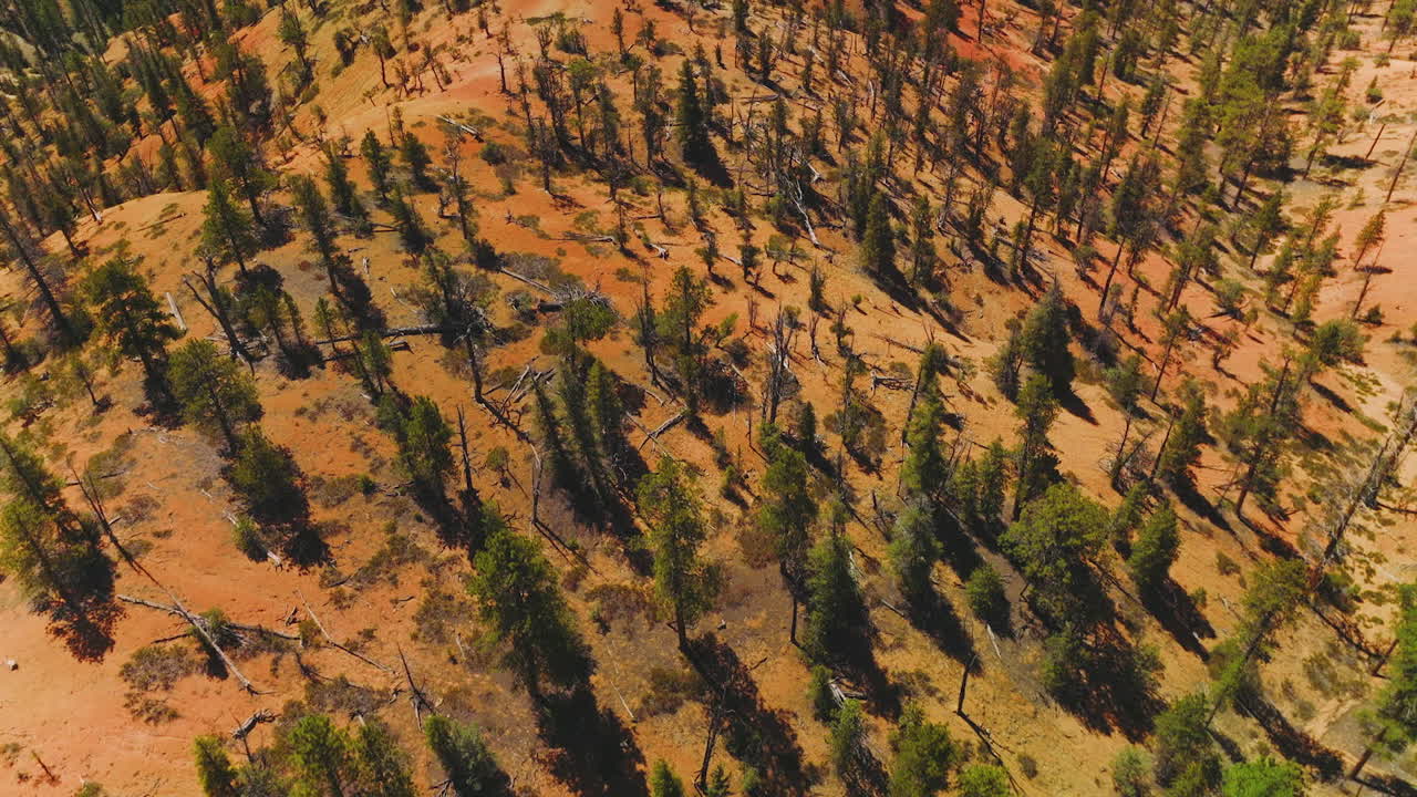 Green and dry pine trees growing on the tops of mountains. Drone footage over the canyons on sunny hot day.