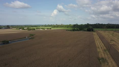 Sojabohnen-Ackerland-Aus-Abgeholztem-Land,-Das-Einst-War