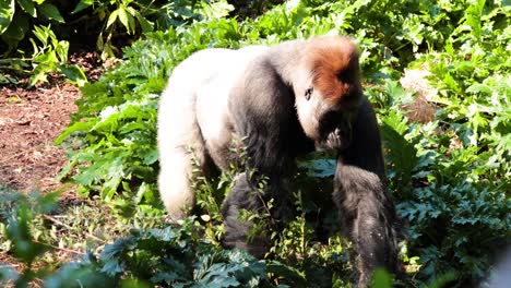 gorila caminando a través de la vegetación exuberante en el zoológico