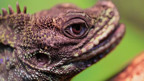 Philippine-sailfin-lizard,-crested-lizard,-sail-fin-lizard,-sailfin-water-lizard-(Hydrosaurus-pustulatus)-or-its-native-name-ibid-is-an-oviparous-lizard-living-only-in-the-Philippines