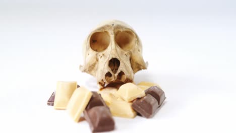 Animal-skull-and-chocolates-against-white-background-4k