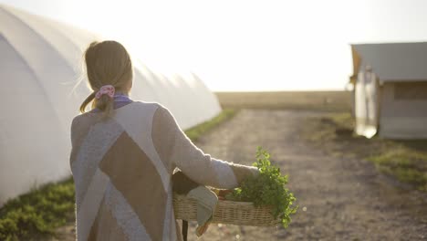 rear view of a woman with basket carrying fresh vegetables or plants just picked, slow motion