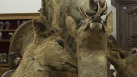 Close-up-tilt-shot-of-deer-heads-in-a-vintage-antique-shop