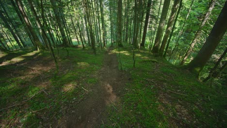 Un-Ciclista-De-Montaña-Baja-Rápido-Por-Un-Bosque-De-árboles-Altos