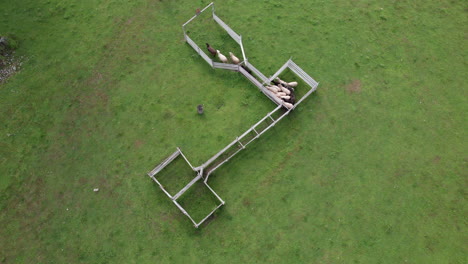 aerial view of a dog herding sheep, herding dog directing sheep to come out of fence, sheepdog trial, finland, scandinavia