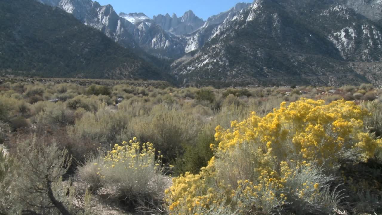 pan vertical de flores doradas y mt whitney ubicado sobre lone pine california