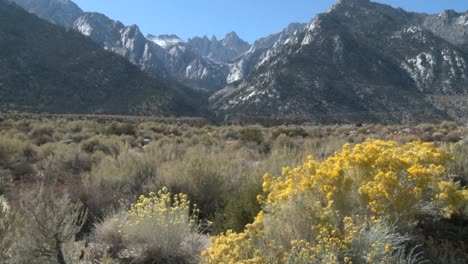 Vertikale-Pfanne-Mit-Goldenen-Blumen-Und-Mt-Whitney-über-Lone-Pine-California-Ca