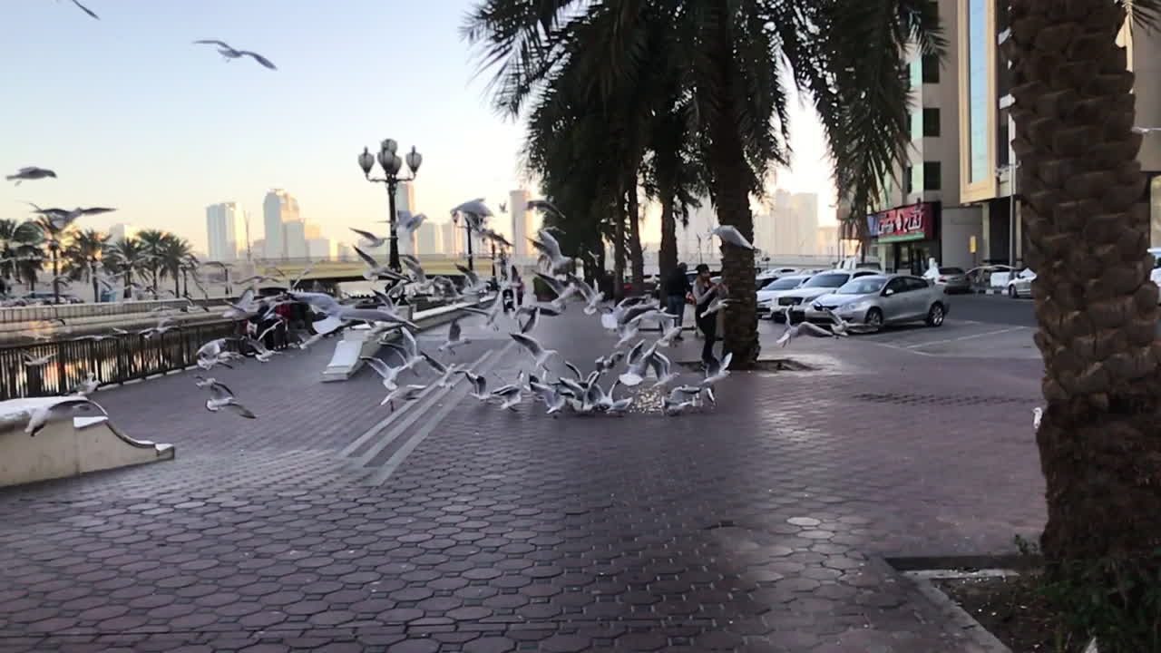 slow motion wide shot of feeding seagulls on Al Kahn Corniche promenade in Sharijah, Dubai, UAE. sunny day with low sunlight, blue sky and date palmtrees.