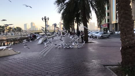 slow motion wide shot of feeding seagulls on al kahn corniche promenade in sharijah, dubai, uae. sunny day with low sunlight, blue sky and date palmtrees.