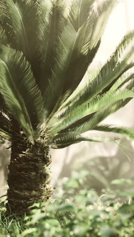 close-up of a cycad tree in a garden