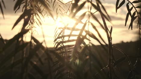 Dreamy-sunrise-with-light-rays-through-the-branches-of-a-pepper-tree