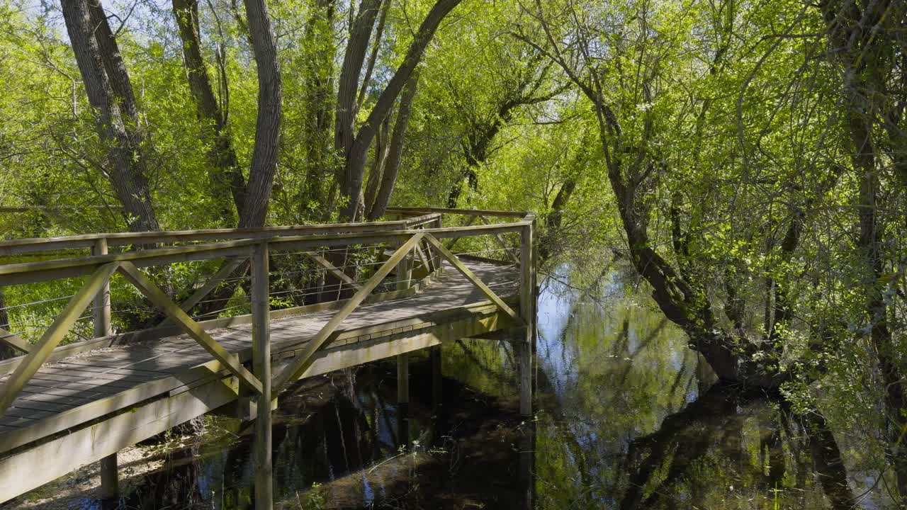 Beatiful Wooden Walking Path On A Swamp With Trees Full Of Green Leaves