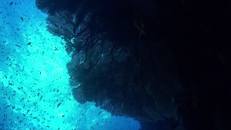 Silhouette-of-big-sea-fan-and-coral-reef-fish-against-sun-shining-through-the-ocean-surface